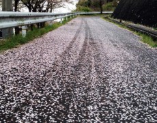 花冷えのサクラ劇場