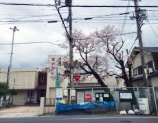 桜がさくらとして…