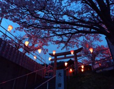 大野ICからの夜桜見物