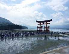 厳島神社の大鳥居　今週末はチャンス！