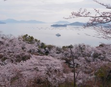 瀬戸内の春を泳ぐ