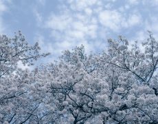 見上げた桜がエールを送ってくれています